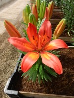 [5024 Matrix No01.JPG]